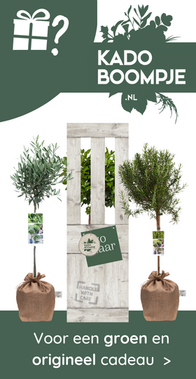 Kadoboompje - Voor een groen en origineel cadeau