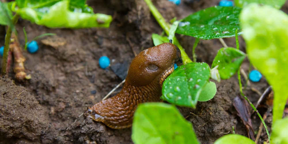 bestrijdingsmiddelen gebruiken in de tuin