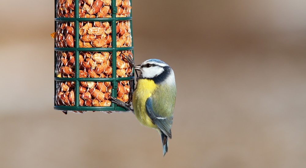 Tuinvogels voeren met een voedersilo – alles voor tuinvogels bij Tuincollectie.nl