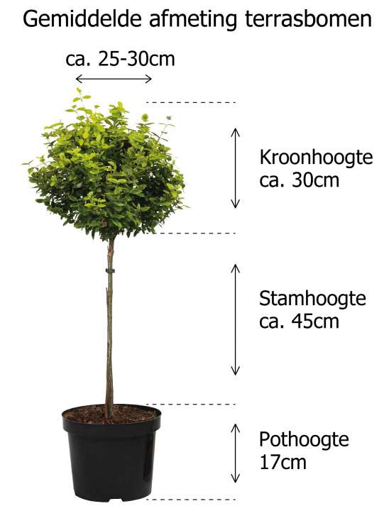 Ik heb een Engelse les Gedachte Doelwit De leukste terrasboompjes! Tuincollectie.nl - Tuincollectie.nl Ik heb een Engelse les Gedachte Doelwit De leukste terrasboompjes! Tuincollectie.nl - Tuincollectie.nl