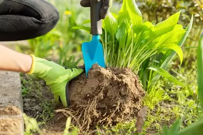 14 tuintips voor de maand mei