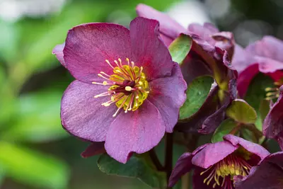 Alles over de helleborus