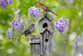 De beste plek voor een nestkast in de tuin