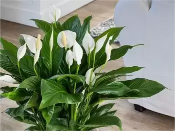 De Spathiphyllum 'Bingo Cupido'