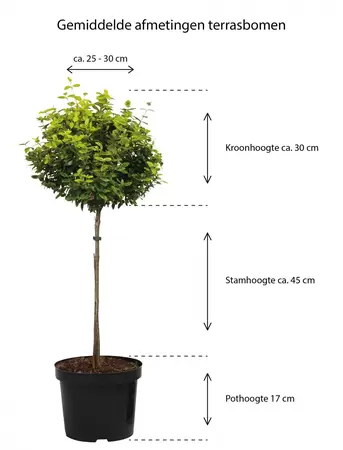 Arbutus unedo Compacta op stam