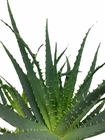 Aloe Arborescens 40cm