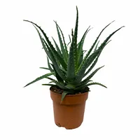 Aloe Arborescens 40cm