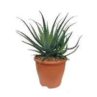 Aloe Arborescens 40cm