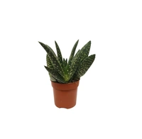 Aloe Esculenta 25cm