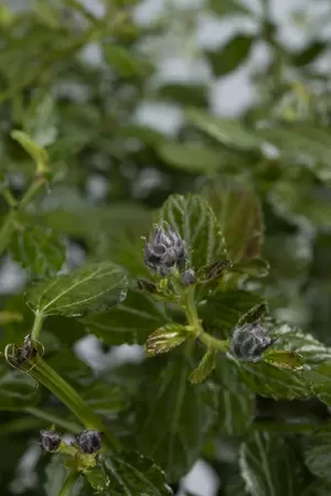 Ceanothus thyrsiflorus 'Repens'