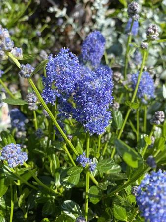 Ceanothus Victoria bloemen