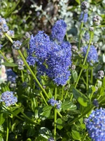 Ceanothus Victoria bloemen