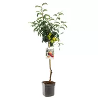 Appelboom - Malus Domestica Elstar H.160cm