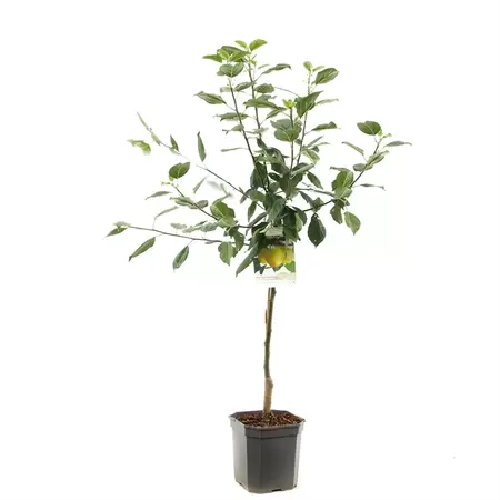 Appelboom - Malus domestica Golden Delicious H.160cm