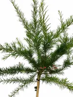 Grevillea juniperina op stam