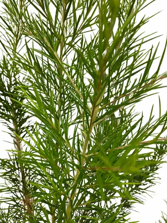 Grevillea juniperina op stam