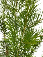 Grevillea juniperina op stam