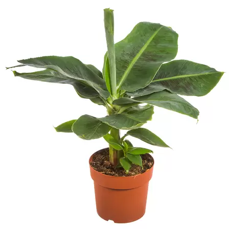 Bananenplant - Musa oriental Dwarf 60cm
