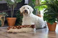 Beeztees Hondenspeelgoed Jungle Giraf Staart 50cm