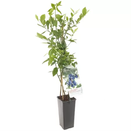 Blauwe Bes - Vaccinium cor. Bluecrop H.60cm