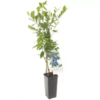 Blauwe Bes - Vaccinium cor. Bluecrop H.60cm