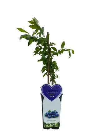 Blauwe Bes - Vaccinium Goldtraube H.50-60cm