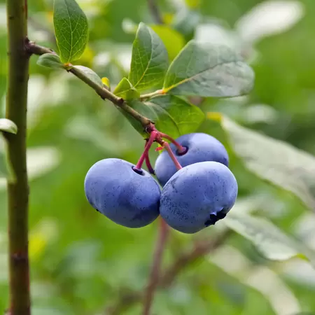 Blauwe Bes - Vaccinium Goldtraube H.50-60cm