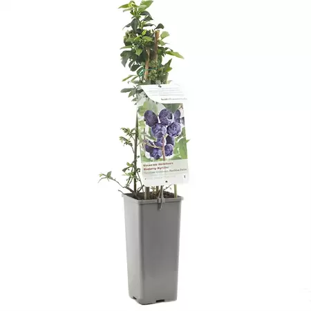 Blauwe Bes - Vaccinium cor. Hortblue Petit H.60cm