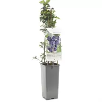 Blauwe Bes - Vaccinium cor. Hortblue Petit H.60cm