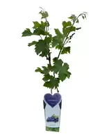 Blauwe Druif - Vitis vinifera Boskoop Glory H.50-60cm