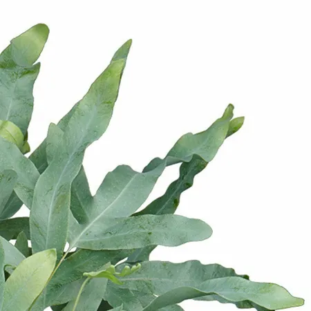 Blauwvaren - Phlebodium Aureum Blue Star 40cm