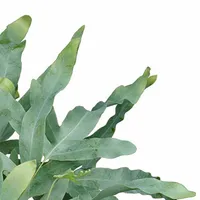 Blauwvaren - Phlebodium Aureum Blue Star 40cm