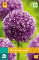 Bloembol Allium Globemaster 1st