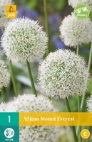 Bloembol Allium Mount Everest 1st