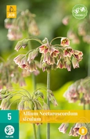 Bloembol Allium Nectaroscordum Siculum 5st