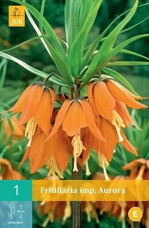 Bloembol Fritillaria imp. Aurora 1st