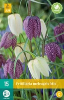 Bloembol Fritillaria meleagris Mix 15st