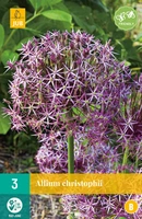 Bloembol Allium christophii 3st
