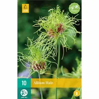 Bloembollen Allium Hair 10st