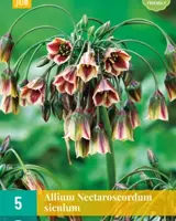 Bloembollen Allium Nectaroscordum siculum 5st