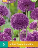 Bloembollen Allium Purple Sensation 5st