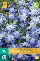 Bloembollen Chionodoxa Luciliae 25st