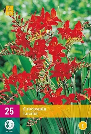 Bloembollen Crocosmia Lucifer 25st