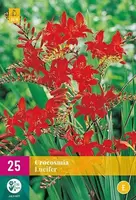 Bloembollen Crocosmia Lucifer 25st
