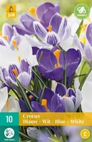 Bloembollen Crocus Blauw- Wit 10st