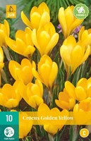 Bloembollen Crocus Golden Yellow 10st