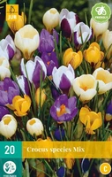 Bloembollen Crocus species Mix 20st