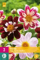 Bloembollen Dahlia Roze-Rood Tuincollectie.nl