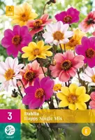 Dahliaknollen Happy Single Mix Tuincollectie.nl