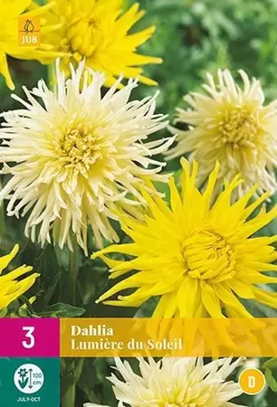 Bloembollen Dahlia Lumière du Soleil 3st